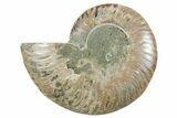 Cut & Polished Ammonite Fossil (Half) - Madagascar #354184-1